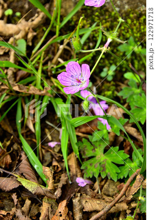 御坂山地の吉沢山　カイフウロ 122971718