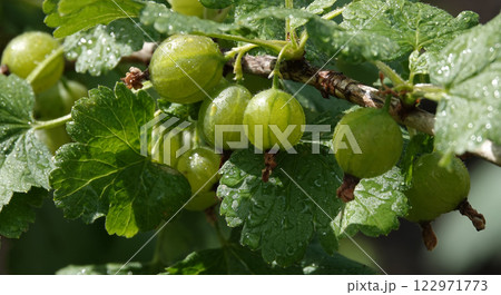 Gooseberry green berries on a bush branch 122971773
