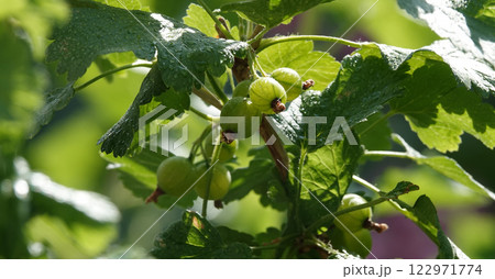 Gooseberry green berries on a bush branch 122971774