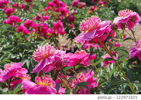 Vibrant fresh pink peony flower bush in full bloom in the garden in sunny day, floral background 122971825
