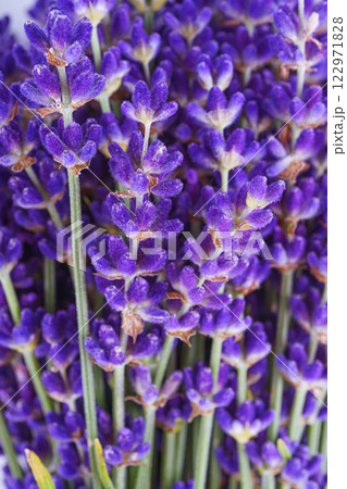Close up, macro view of fresh lavender flowers showcasing their rich purple color and green stems 122971828