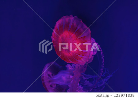 Jellifish South american sea nettle, Chrysaora plocamia swimming in aquarium with illumination Jellifish South american sea nettle, Chrysaora plocamia swimming in aquarium with illumination 122971839