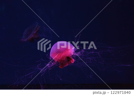 Fluorescent lion's mane jellyfish swimming underwater aquarium pool with red neon light. Fluorescent lion's mane jellyfish swimming underwater aquarium pool with red neon light. 122971840