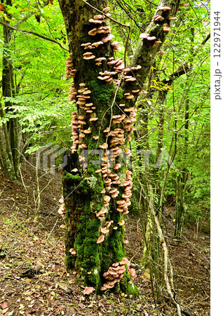 御坂山地の鍵掛　樹木に群生するツキヨタケ 122971944