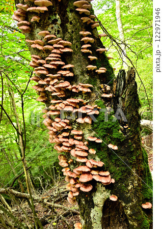 御坂山地の鍵掛 樹木に群生するツキヨタケ 御坂山地の鍵掛 樹木に群生するツキヨタケ 122971946