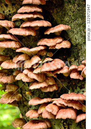 御坂山地の鍵掛　樹木に群生するツキヨタケ 122971947
