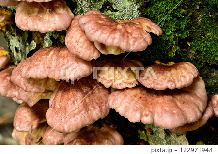 御坂山地の鍵掛　樹木に群生するツキヨタケ 122971948