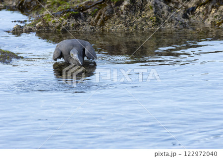クロサギ クロサギ 122972040