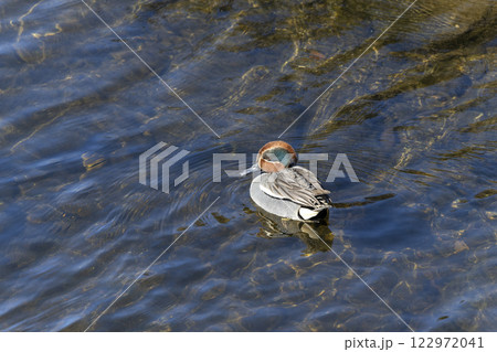 コガモ 122972041