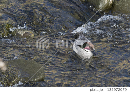 ヨシガモ 122972079