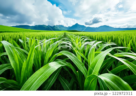 A field of green grass with mountains in the background 122972311