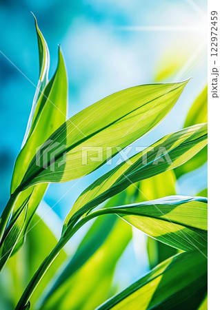 A close up of a green plant with the sun shining through it 122972459