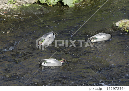 ヨシガモ 122972564