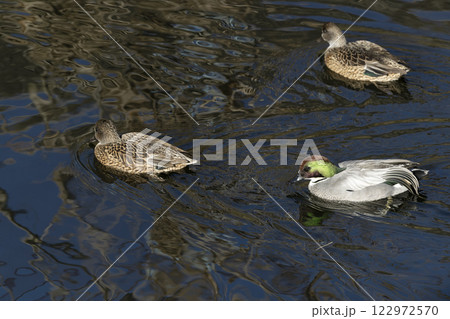ヨシガモ ヨシガモ 122972570