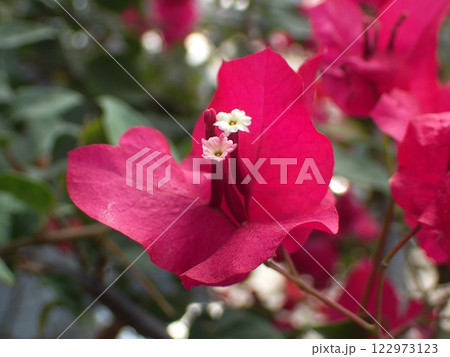 赤色のブーゲンビリアの花 赤色のブーゲンビリアの花 122973123