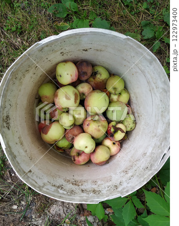Rotten apples. A bucket filled with rotten apples. Lost crop. Sun baked and spoiled fruits. Heat and global warming. Food crisis in the world. Products unsuitable for consumption. 122973400