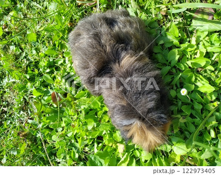 White-red large guinea pig on green grass. White-red large guinea pig on green grass. 122973405