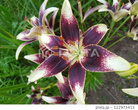 Close up of white lilies in the garden. 122973413
