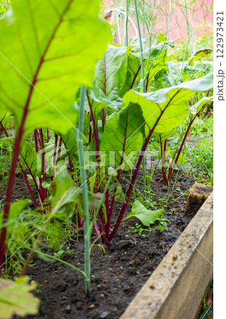 Fresh raw swiss rainbow chard growing in garden . 122973421