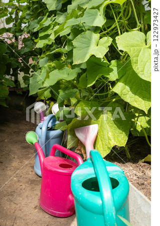 watering can in a greenhouse with salad seedlings watering can in a greenhouse with salad seedlings 122973427