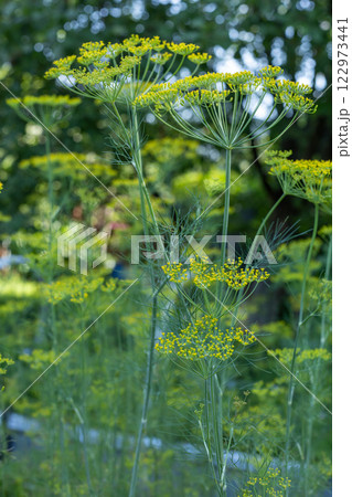 Macro shots of dill flowers using shallow depth of field Macro shots of dill flowers using shallow depth of field 122973441