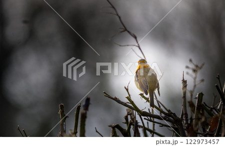 Single red robin sitting on a twig 122973457