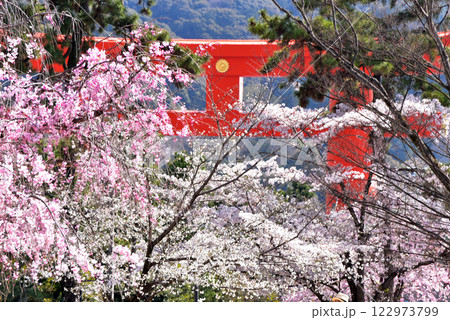 赤い平安神宮の大鳥居と満開の桜 122973799