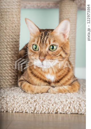Bengal cat sitting on scratching post Bengal cat sitting on scratching post 122973864