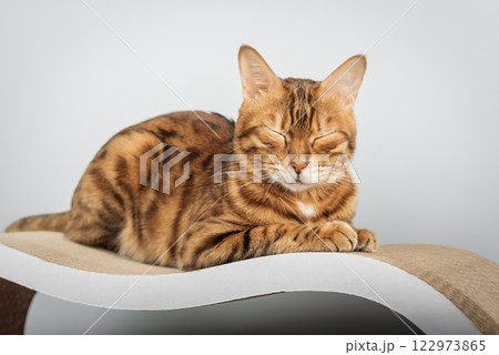 Bengal cat sitting on scratching post Bengal cat sitting on scratching post 122973865