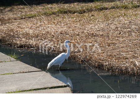 公園の水辺で餌を探すシラサギ 122974269