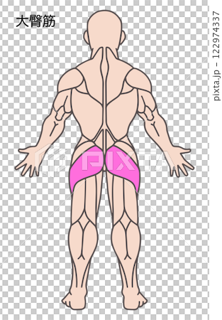 臀大肌,人體肌肉圖 臀大肌,人體肌肉圖 122974337