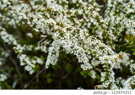 春、満開のユキヤナギ 122974351