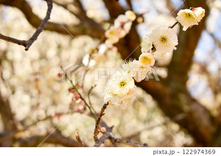 早春の白梅 122974369