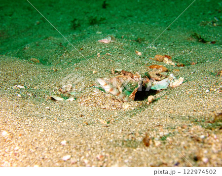 テッポウエビと共生する巣穴から出ているダテハゼ テッポウエビと共生する巣穴から出ているダテハゼ 122974502