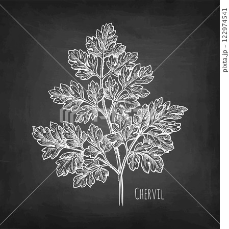 Chervil herb chalk sketch Chervil herb chalk sketch 122974541
