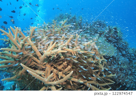 珊瑚礁に群れるキンメモドキ 沖縄の海 珊瑚礁に群れるキンメモドキ 沖縄の海 122974547