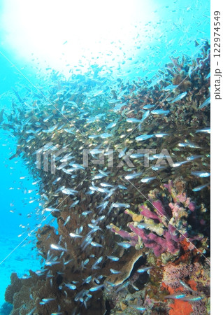 珊瑚礁を泳ぐ魚 沖縄の海 珊瑚礁を泳ぐ魚 沖縄の海 122974549