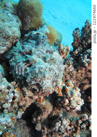 座間味島、珊瑚に擬態、オニダルマオコゼ 122974660