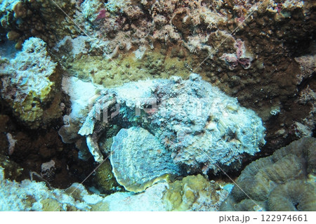 座間味島、珊瑚に擬態、オニダルマオコゼ 122974661