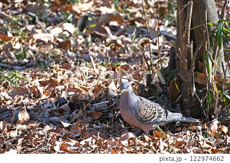 キジバト（雉鳩） 122974662