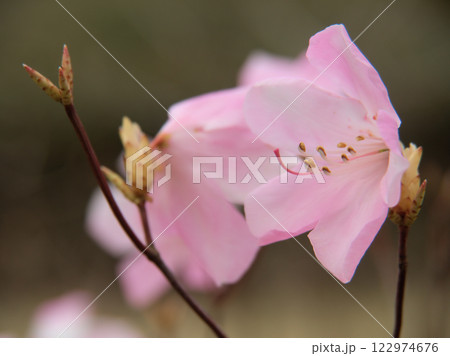 肌寒い3月に咲いたピンク色のアカヤシオの花 肌寒い3月に咲いたピンク色のアカヤシオの花 122974676