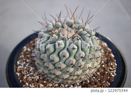 サボテン テロカクタス 眠り獅子 サボテン テロカクタス 眠り獅子 122975544