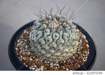 サボテン　テロカクタス　眠り獅子 122975594