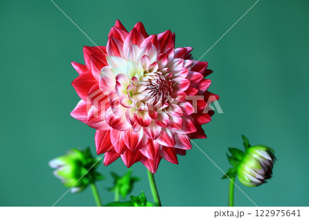 花 フラワー お花 122975641