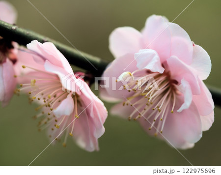 3月に咲いたピンク色の美しいウメ「見驚(ケンキョウ)」 3月に咲いたピンク色の美しいウメ「見驚(ケンキョウ)」 122975696