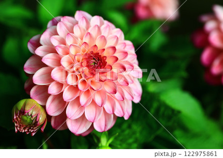 花 フラワー お花 122975861