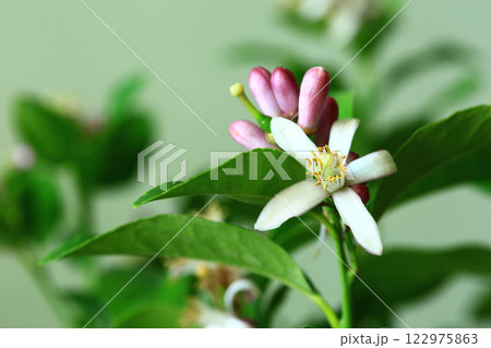 花 フラワー お花 122975863