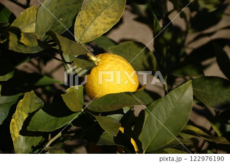 庭で育つ新鮮なレモン 122976190