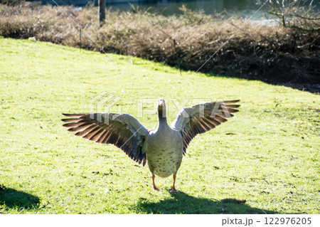 羽を大きく広げて芝生の上を歩くガチョウ　ロンドン郊外のキューガーデンにて 122976205