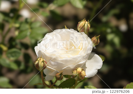 バラのある風景 122976206